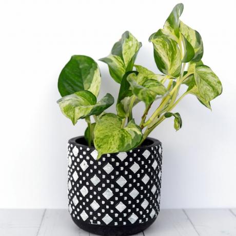 najlepsza roślina oczyszczająca powietrze manjula pothos epipremnum aureum variegated