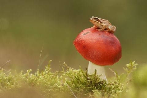 Żaba trawna (Rana temporaria) i grzyby